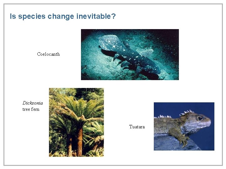 Is species change inevitable? Coelocanth Dicksonia tree fern Tuatara 