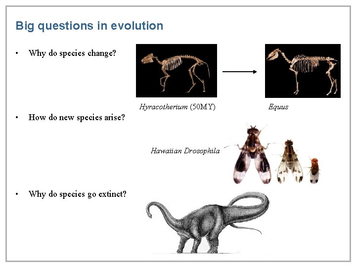 Big questions in evolution • Why do species change? Hyracotherium (50 MY) • How