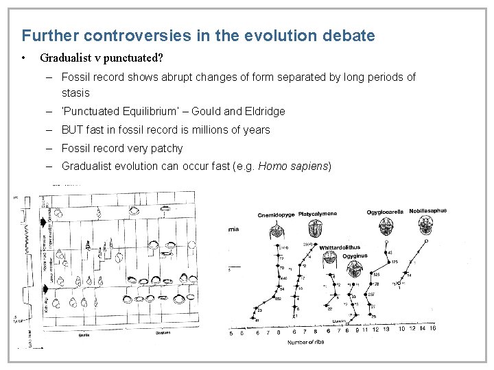 Further controversies in the evolution debate • Gradualist v punctuated? – Fossil record shows