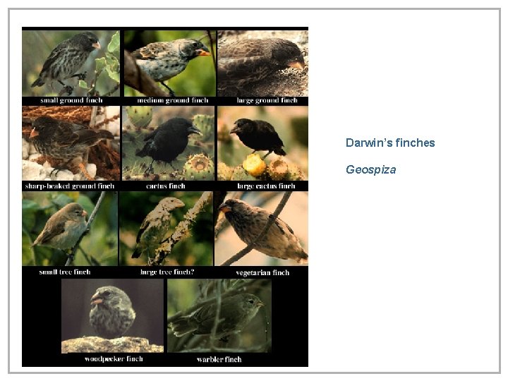 Darwin’s finches Geospiza 