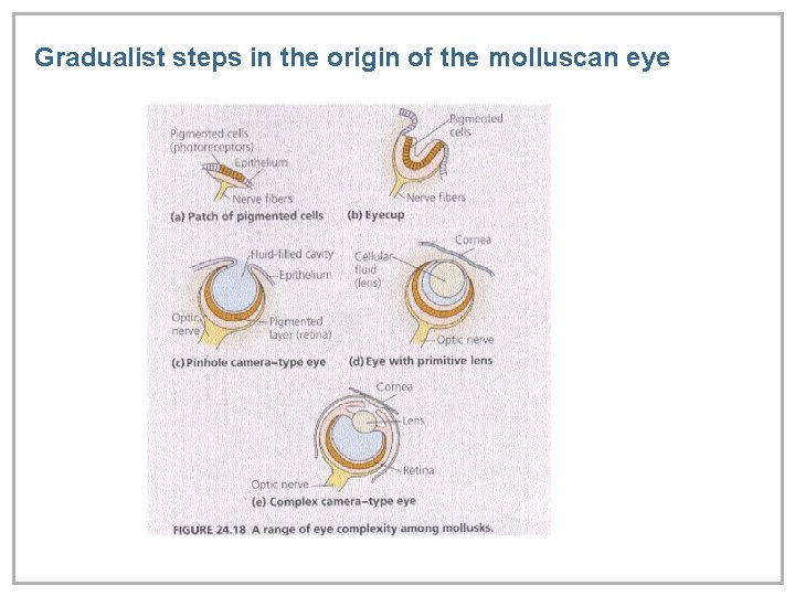 Gradualist steps in the origin of the molluscan eye 