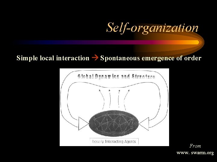 Self-organization Simple local interaction Spontaneous emergence of order From www. swarm. org 