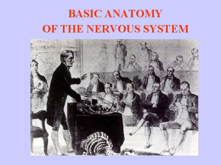 BASIC ANATOMY OF THE NERVOUS SYSTEM 