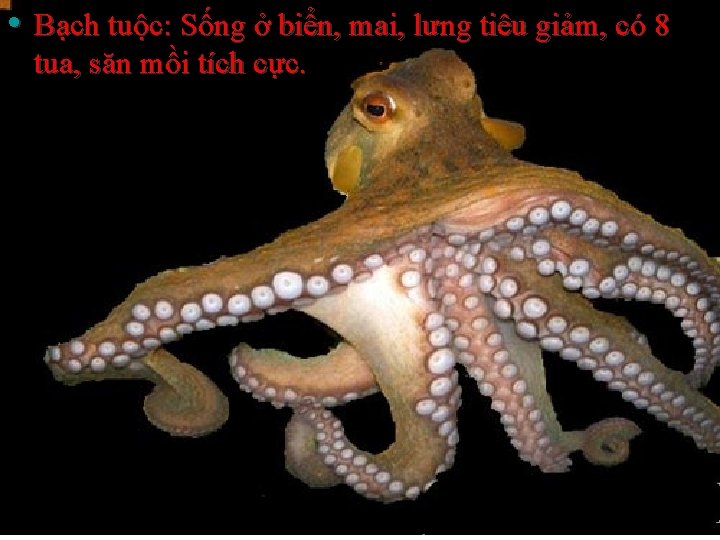  • Bạch tuộc: Sống ở biển, mai, lưng tiêu giảm, có 8 tua,