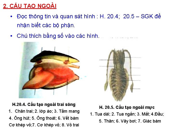 2. CẤU TẠO NGOÀI • Đọc thông tin và quan sát hình : H.