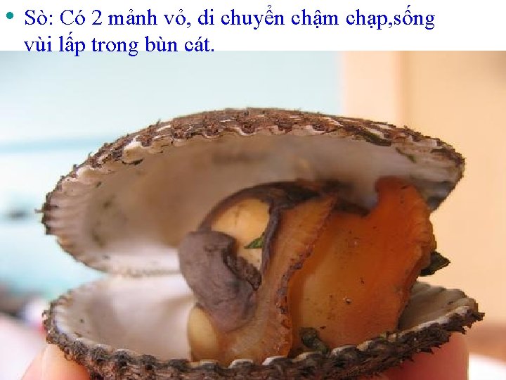  • Sò: Có 2 mảnh vỏ, di chuyển chậm chạp, sống vùi lấp