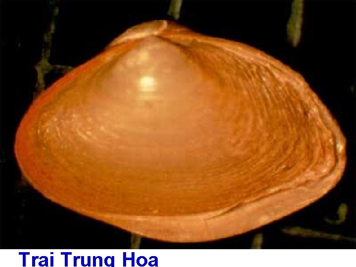 Trai Trung Hoa 