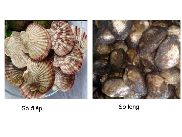 Sò điệp Sò lông 