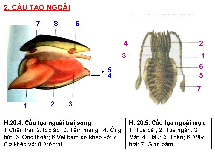 2. CẤU TẠO NGOÀI 7 8 6 5 4 4 2 3 1 6