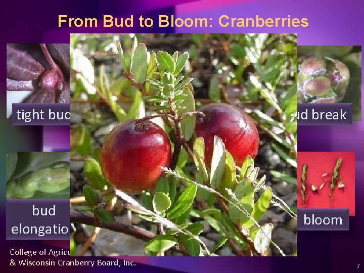 From Bud to Bloom: Cranberries tight bud swell cabbagehead bud elongation roughneck hook College