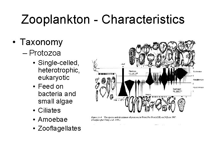 Zooplankton - Characteristics • Taxonomy – Protozoa • Single-celled, heterotrophic, eukaryotic • Feed on
