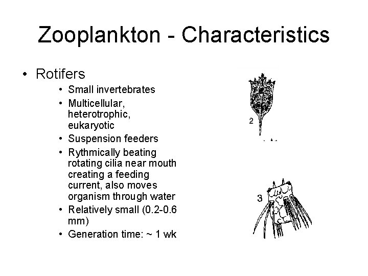 Zooplankton - Characteristics • Rotifers • Small invertebrates • Multicellular, heterotrophic, eukaryotic • Suspension