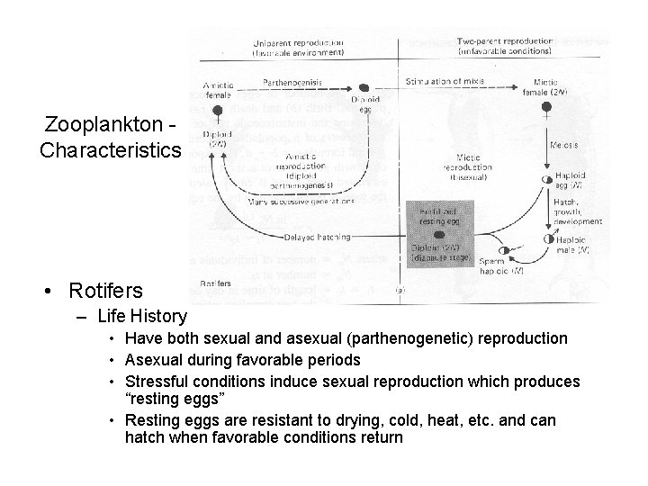 Zooplankton Characteristics • Rotifers – Life History • Have both sexual and asexual (parthenogenetic)