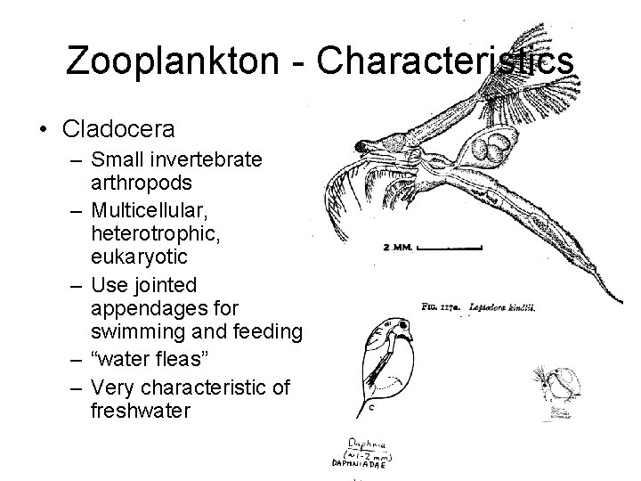 Zooplankton - Characteristics • Cladocera – Small invertebrate arthropods – Multicellular, heterotrophic, eukaryotic –