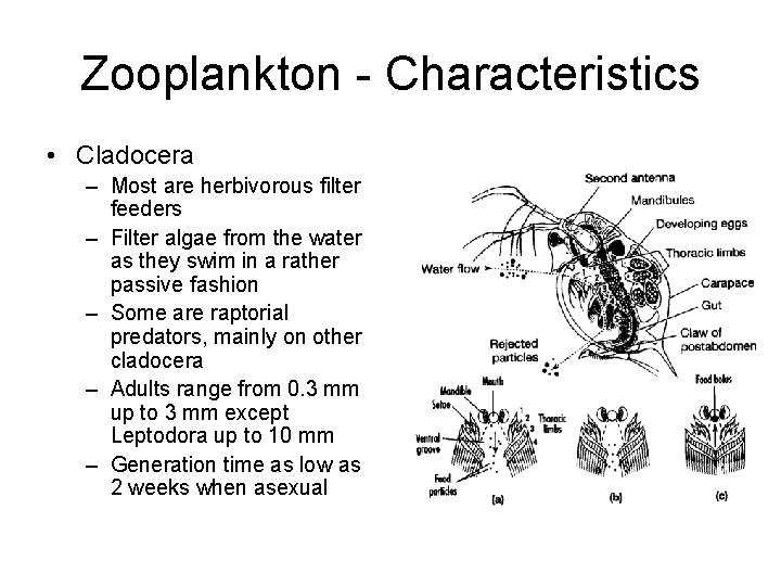 Zooplankton - Characteristics • Cladocera – Most are herbivorous filter feeders – Filter algae