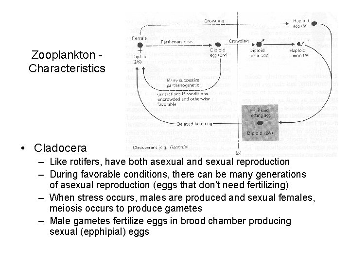 Zooplankton Characteristics • Cladocera – Like rotifers, have both asexual and sexual reproduction –