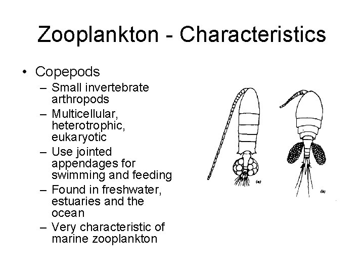 Zooplankton - Characteristics • Copepods – Small invertebrate arthropods – Multicellular, heterotrophic, eukaryotic –