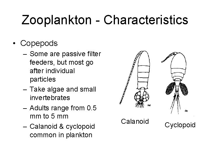 Zooplankton - Characteristics • Copepods – Some are passive filter feeders, but most go