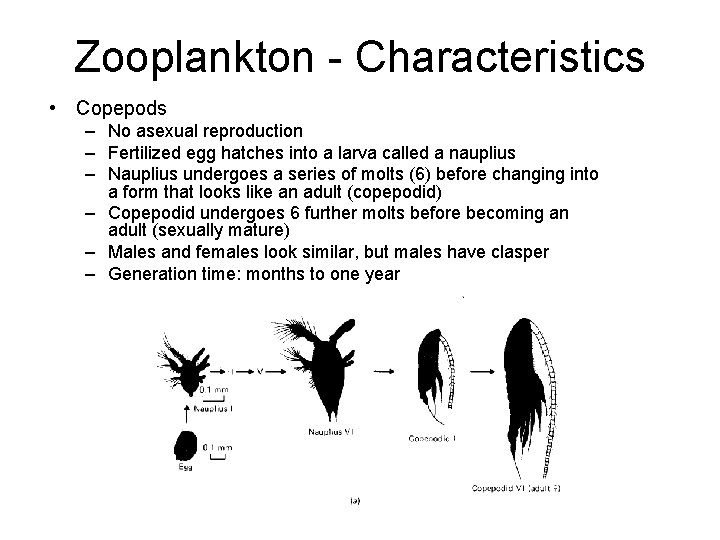Zooplankton - Characteristics • Copepods – No asexual reproduction – Fertilized egg hatches into