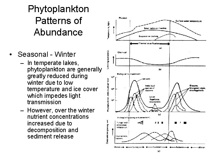 Phytoplankton Patterns of Abundance • Seasonal - Winter – In temperate lakes, phytoplankton are