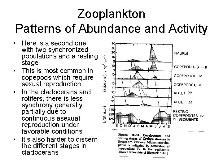 Zooplankton Patterns of Abundance and Activity • Here is a second one with two