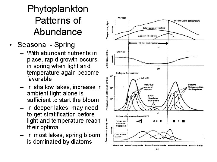 Phytoplankton Patterns of Abundance • Seasonal - Spring – With abundant nutrients in place,