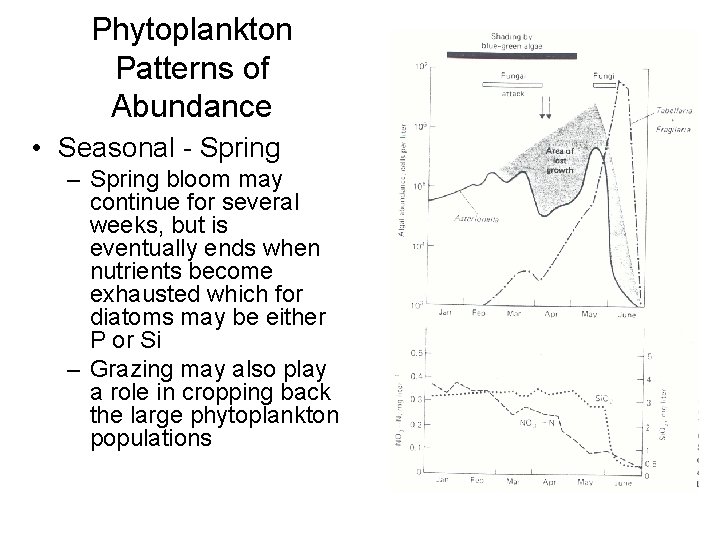Phytoplankton Patterns of Abundance • Seasonal - Spring – Spring bloom may continue for