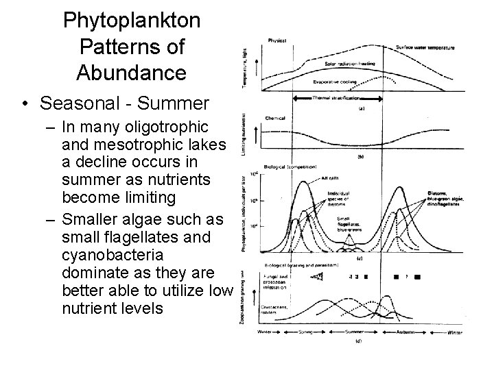 Phytoplankton Patterns of Abundance • Seasonal - Summer – In many oligotrophic and mesotrophic