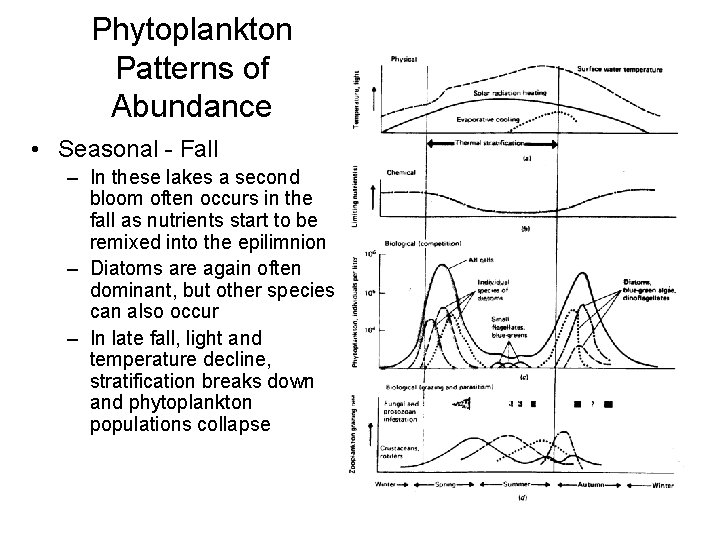 Phytoplankton Patterns of Abundance • Seasonal - Fall – In these lakes a second
