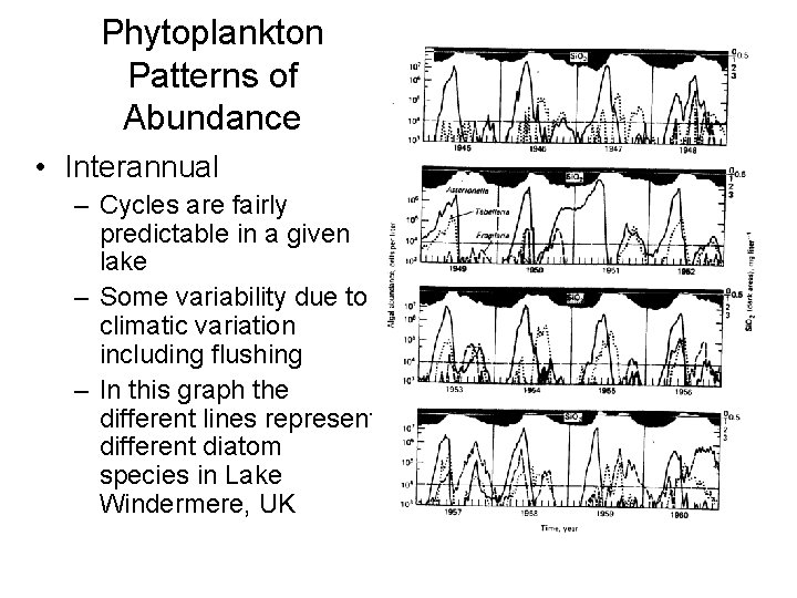 Phytoplankton Patterns of Abundance • Interannual – Cycles are fairly predictable in a given