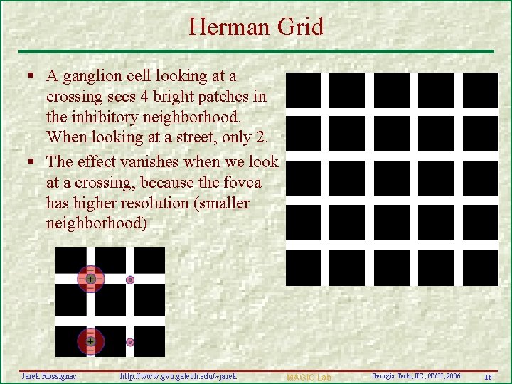 Herman Grid § A ganglion cell looking at a crossing sees 4 bright patches