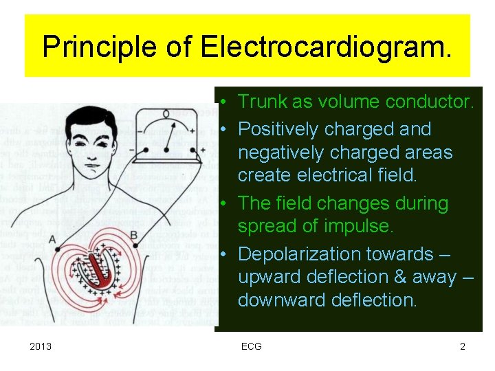 Principle of Electrocardiogram. • Trunk as volume conductor. • Positively charged and negatively charged