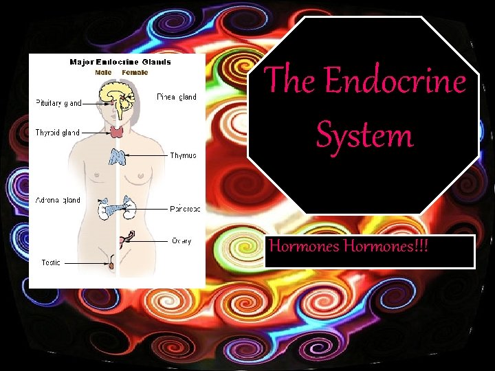 The Endocrine System Hormones!!! 