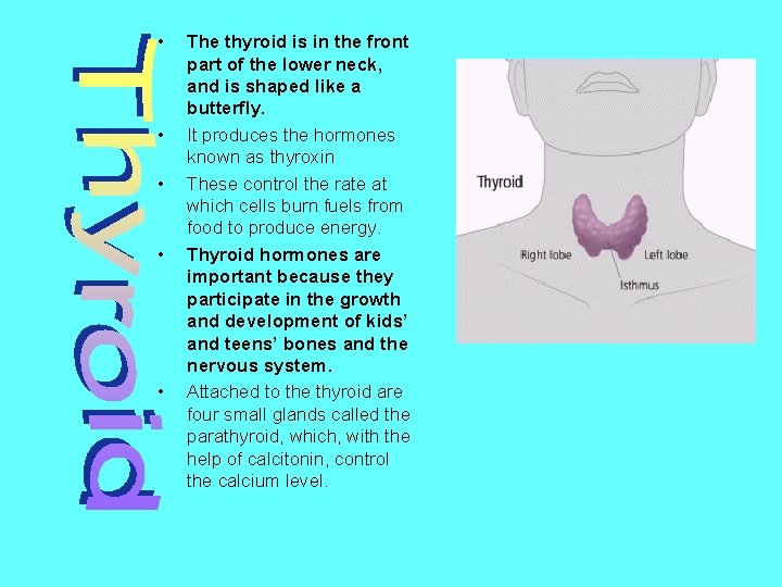  • • • The thyroid is in the front part of the lower