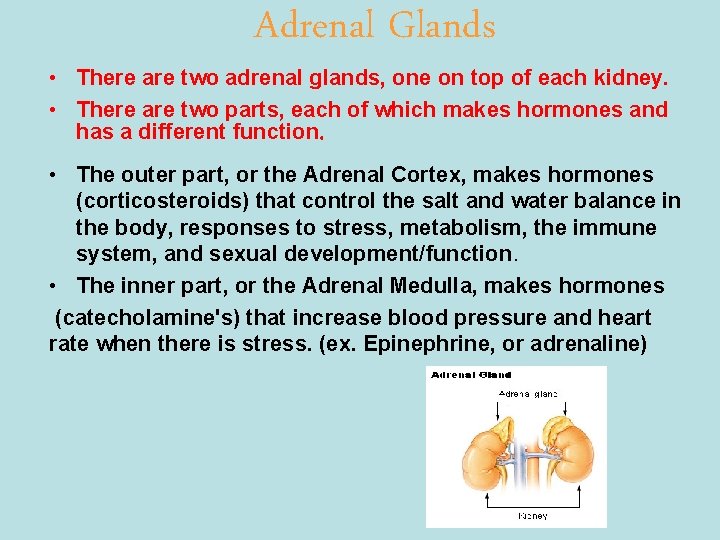 Adrenal Glands • There are two adrenal glands, one on top of each kidney.