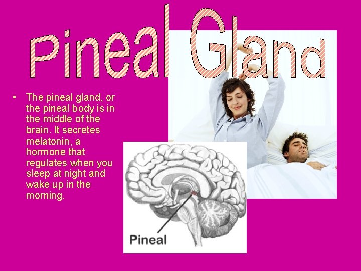  • The pineal gland, or the pineal body is in the middle of