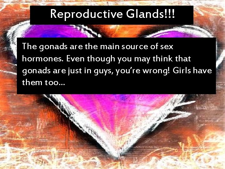 Reproductive Glands!!! • The gonads are the main source of sex hormones. Even though