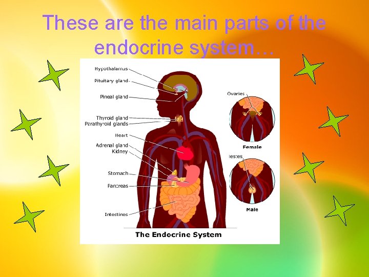 These are the main parts of the endocrine system… 