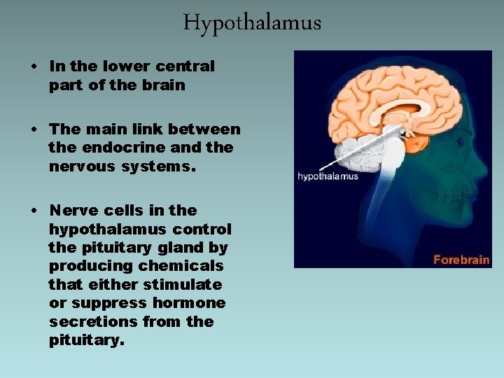 Hypothalamus • In the lower central part of the brain • The main link