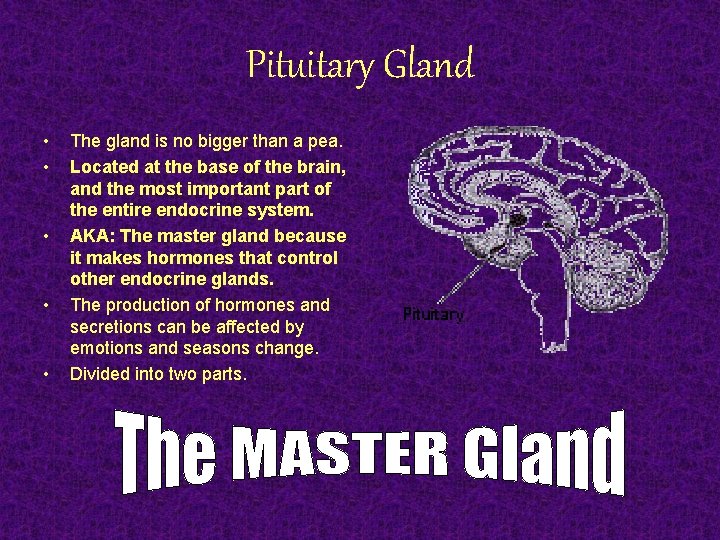 Pituitary Gland • • • The gland is no bigger than a pea. Located