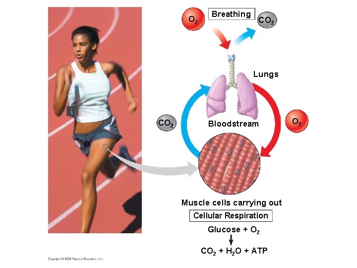 O 2 Breathing CO 2 Lungs CO 2 Bloodstream Muscle cells carrying out Cellular O 2 Breathing CO 2 Lungs CO 2 Bloodstream Muscle cells carrying out Cellular