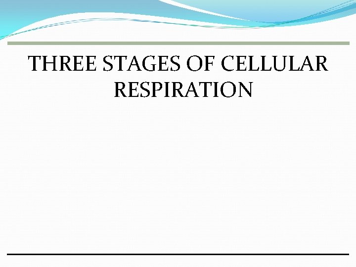 THREE STAGES OF CELLULAR RESPIRATION THREE STAGES OF CELLULAR RESPIRATION