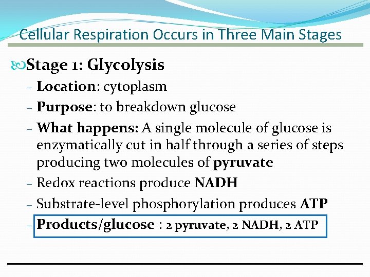 Cellular Respiration Occurs in Three Main Stages Stage 1: Glycolysis – Location: cytoplasm – Cellular Respiration Occurs in Three Main Stages Stage 1: Glycolysis – Location: cytoplasm –
