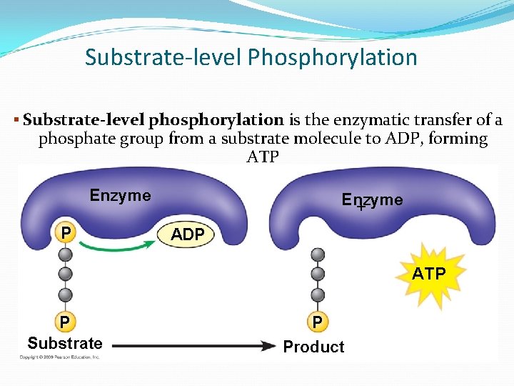 Substrate-level Phosphorylation § Substrate-level phosphorylation is the enzymatic transfer of a phosphate group from Substrate-level Phosphorylation § Substrate-level phosphorylation is the enzymatic transfer of a phosphate group from