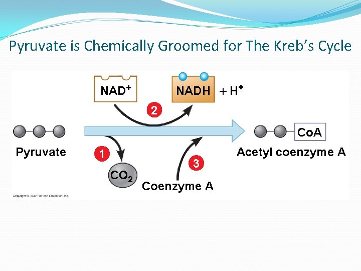 Pyruvate is Chemically Groomed for The Kreb’s Cycle NADH H+ NAD+ 2 Co. A Pyruvate is Chemically Groomed for The Kreb’s Cycle NADH H+ NAD+ 2 Co. A