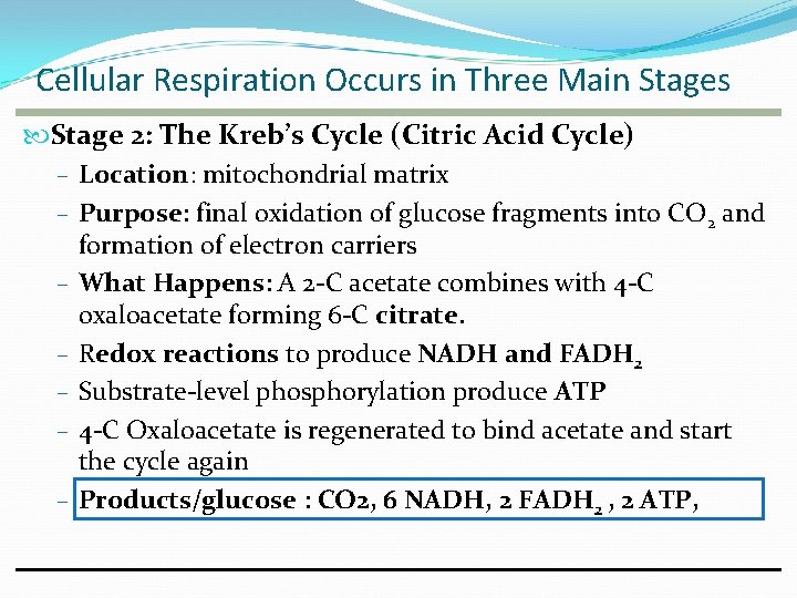 Cellular Respiration Occurs in Three Main Stages Stage 2: The Kreb’s Cycle (Citric Acid Cellular Respiration Occurs in Three Main Stages Stage 2: The Kreb’s Cycle (Citric Acid