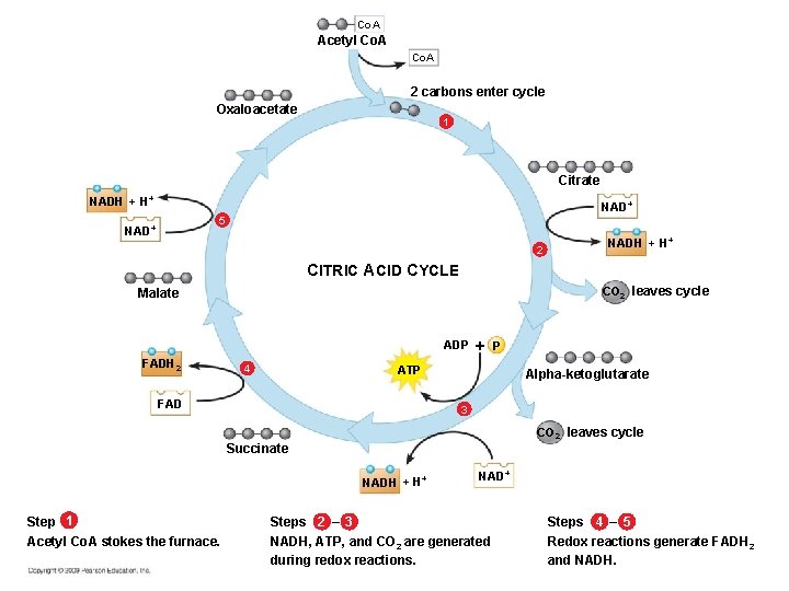 Co. A Acetyl Co. A 2 carbons enter cycle Oxaloacetate 1 Citrate NADH + Co. A Acetyl Co. A 2 carbons enter cycle Oxaloacetate 1 Citrate NADH +