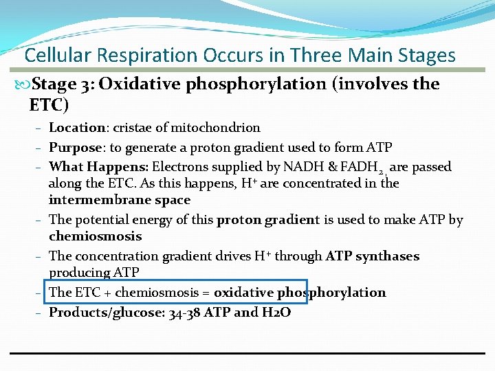 Cellular Respiration Occurs in Three Main Stages Stage 3: Oxidative phosphorylation (involves the ETC) Cellular Respiration Occurs in Three Main Stages Stage 3: Oxidative phosphorylation (involves the ETC)