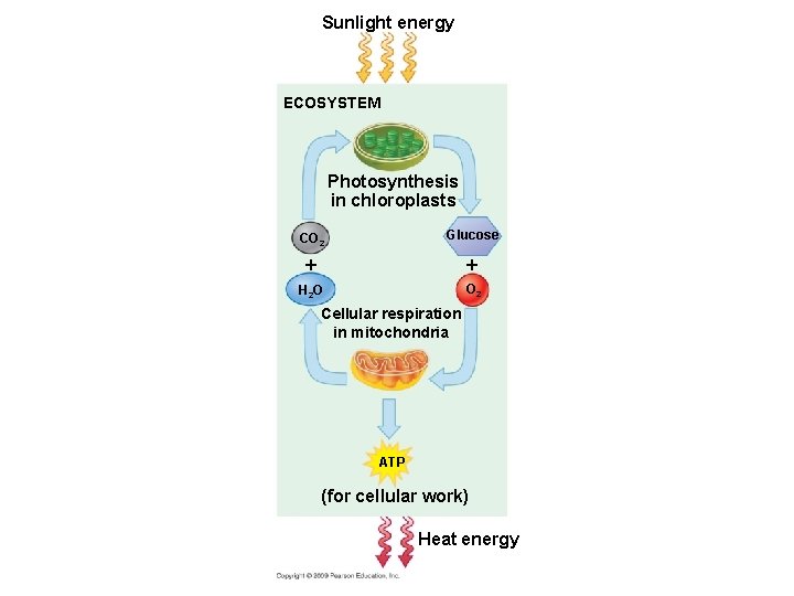 Sunlight energy ECOSYSTEM Photosynthesis in chloroplasts CO 2 Glucose H 2 O O 2 Sunlight energy ECOSYSTEM Photosynthesis in chloroplasts CO 2 Glucose H 2 O O 2
