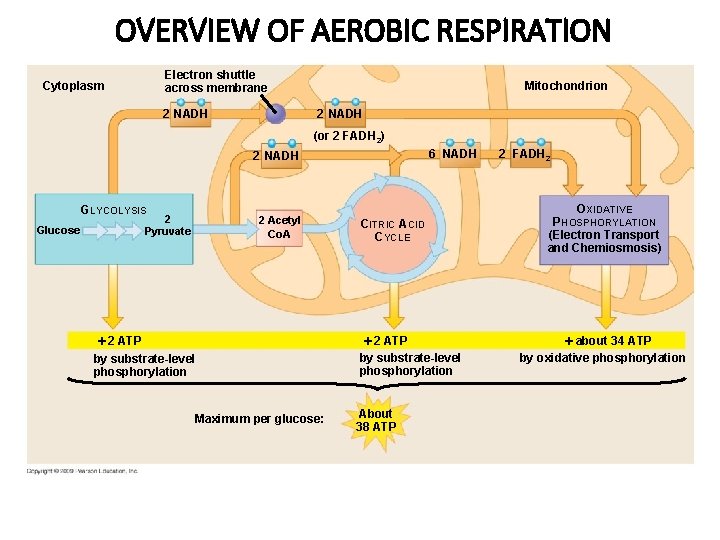 OVERVIEW OF AEROBIC RESPIRATION Electron shuttle across membrane Cytoplasm 2 NADH Mitochondrion 2 NADH OVERVIEW OF AEROBIC RESPIRATION Electron shuttle across membrane Cytoplasm 2 NADH Mitochondrion 2 NADH